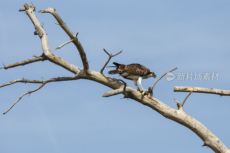 鱼鹰(Pandion haliaetus)在死树上吃鱼